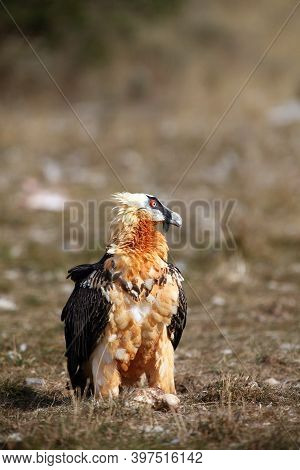 The Bearded Vulture (gypaetus Barbatus), Also Known As The Lammergeier Or Ossifrage, Old Bird Sittin
