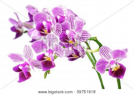 purpurowa orchidea