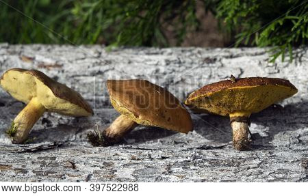 The Collected Mushrooms Are Laid Out On A Wooden Texture. Autumn Still Life. Soft Light.