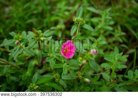 Nootka Rose The Rose Family Rosaceae Rosa Nutkana And The Flowering Plants