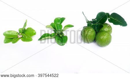Kaffir Lime Or Citrus Hystrix When It Is Still Flowering, Still Small, And When It Is Big And Ripe. 