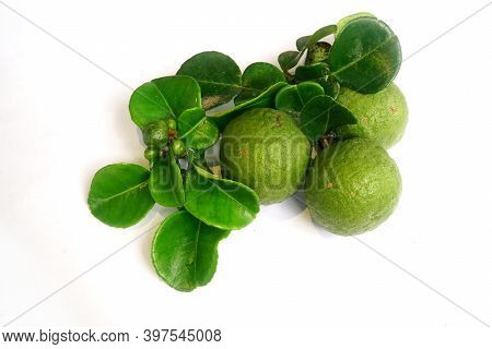 Kaffir Lime Or Citrus Hystrix Small And Large Sizes. There Are Leaves. Focus Selected, White Backgro