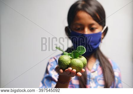Yogyakarta, Indonesia. November 29, 2020: Kaffir Lime Or Citrus Hystrix Held The Hand Of A Young Wom