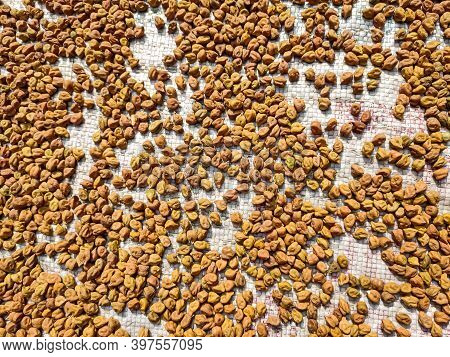 The Chickpea Is An Annual Legume Of The Family Fabaceae, Subfamily Faboideae. Chickpea Seeds Are Hig