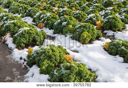 Closeup di cavolo riccio con neve