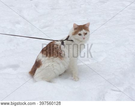 Walk With Your Pet Timofey. Crossbreed With Mei Kun. This Is The First Time He Sees Snow And He Like