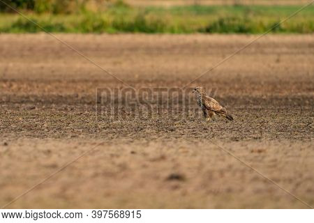 Buzzard Bird Of Prey Sits In A Pasture In Brown Sand, Buteo Buteo. In Side View