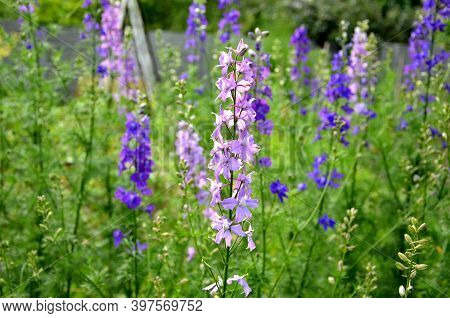 Consolida Orientalis An Annual Herb, Up To 100 Cm Tall, With Linear To Linear-lanceolate Leaves And 