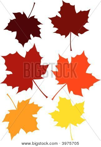 Fall Colored Leaves