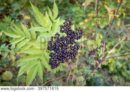 Black Danewort Or Sambucus Ebulus Berries Close-up.