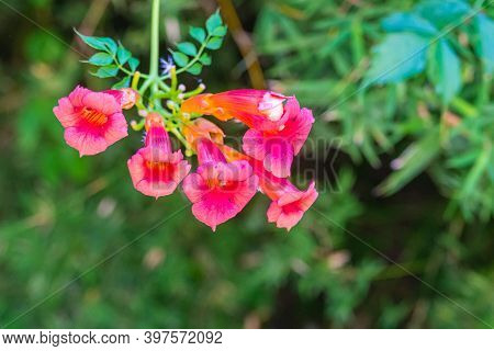 Iochroma Coccinea Red Bells Blurred Close Up Of Summer Flowers.