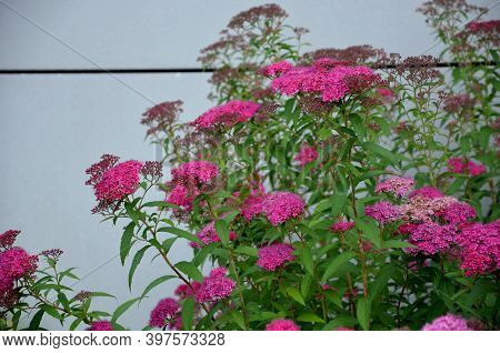 Pink Meadow Sweet Plantain Detail Of Flowering Shrub Up To 1 Meter In Height Blooms In June And July