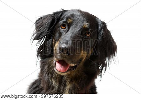 Hovawart Dog Portrait. Close-up Shoot Of A Black Hovawart Dog, Isolated