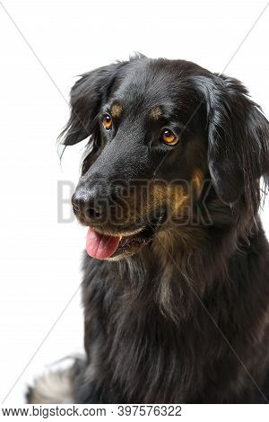 Hovawart Dog Portrait. Close-up Shoot Of A Black Hovawart Dog, Isolated