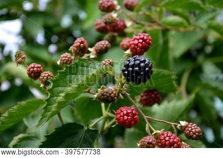 Their Fruits Are Known As Blackberries And Raspberries, Which Are Botanically A Combination Of Seeds