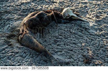 Rotting Corpse And Scull Of A Small Dead Dolphin On The Beach. Result Of Ocean Pollution.
