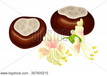 Conker Brown Seed Or Nut With Pinky Flowers Rested Nearby Vector Illustration