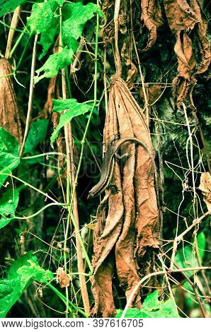 Brown Seychelles Skink (Trachylepis sechellensis) in the wild