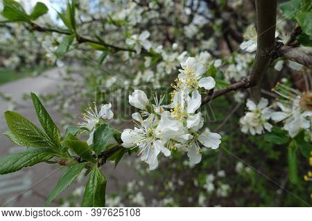 Several White Flowers Of Sour Cherry Tree In April