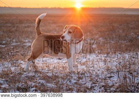 Beagle Dog On A Walk In Winter Ver On The Background Of A Beautiful Sunset