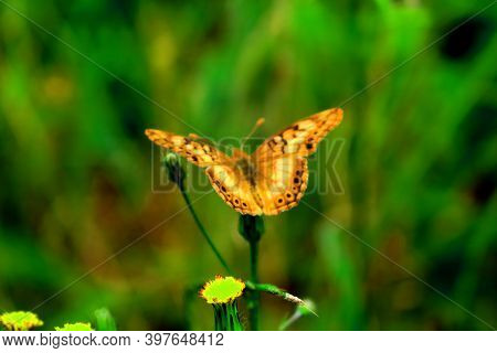 Yellow Butterfly, On The Green Grass Of Wild