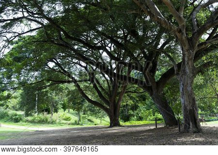 A Big Tree Covered With Branches In Thailand For Backgroung