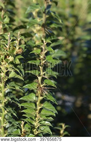 Ivy Erecta Leaves - Latin Name - Hedera Helix Erecta