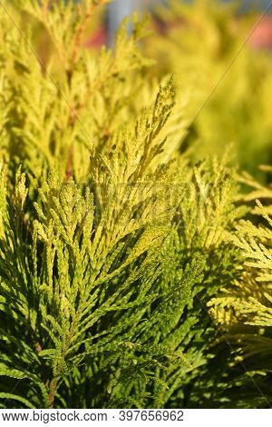 Western Red Cedar 4ever Goldy - Latin Name - Thuja Plicata 4ever Goldy