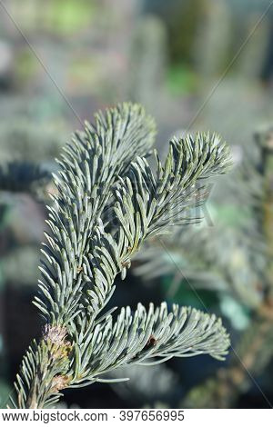Blue Noble Fir - Latin Name - Abies Procera Glauca