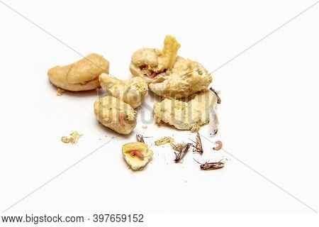 A Picture Of Cashew Nuts Infested With Caterpillars And Butterflies Of The Meal Moth. Isolated On A 