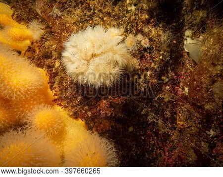 A Closeup Picture Of A Feeding Soft Coral Dead Mans Fingers Or Alcyonium Digitatum. Picture From The