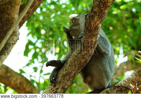 The Crab Eating Macaque (macaca Fascicularis), Also Known As The Long Tailed Macaque, Is A Cercopith
