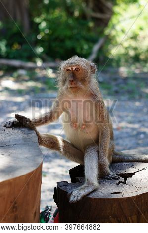 The Crab Eating Macaque (macaca Fascicularis), Also Known As The Long Tailed Macaque, Is A Cercopith