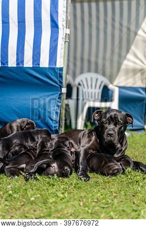 Mom Feeding Cane Corso Puppies In The Yard Next To Blue Tent, Warm Summer Day, Sun Shining