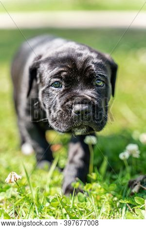 Closeup View Of Cane Corso Puppy On Sunny Summer Day, Profile View With Copy Space