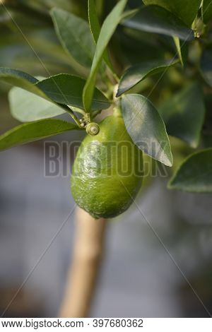 Limequat Immature Fruit - Latin Name - Citrofortunella X Floridana
