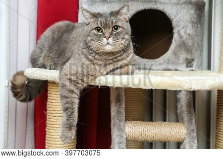 A Picture Of A Cute British Cat Lying On A Scrapper, Looking A Bit Foolish, But Relaxed.