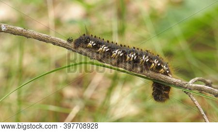 Caterpillar Of Euthrix Potatoria\'s Butterfly On A Twig.