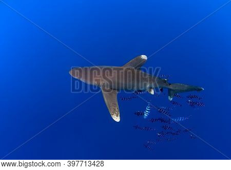 View From The Top Of A Longimanus Shark Swimming Wtih A Some Pilot Fishes