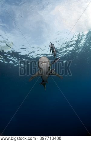 Vertical Portrait From Beloww Of A Longimanus