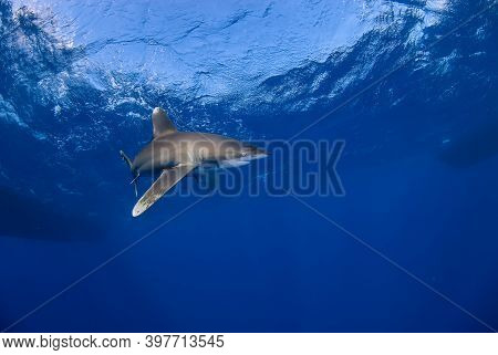 Longimanus Swimming Alone In The Blue. Several Boats On The Background.
