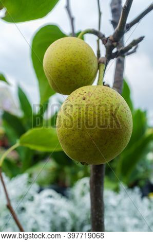 Ripe Asian Dwarf Pear Fruit Hanging From Tree