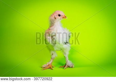 Young Adolescent Light Brahma Chicken Farm Hen Portrait