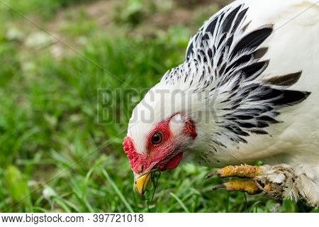 Large Adult Light Brahma Chicken Farm Hen Portrait