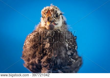 Sicilian Buttercup Chicken Portrait Farm Hen On Blue
