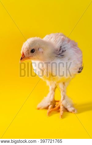 Young Adolescent Light Brahma Chicken Farm Hen On Yellow