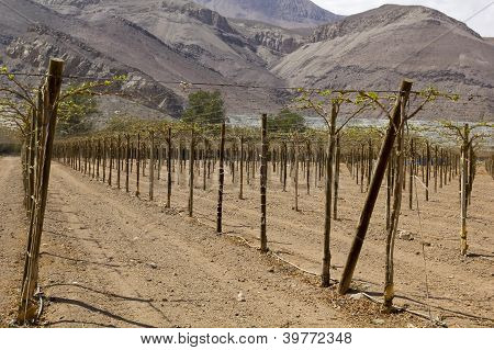Landbrugsjord af vingården nordlige ørkenen i Chile.