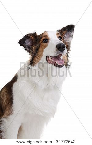 Happy Dog