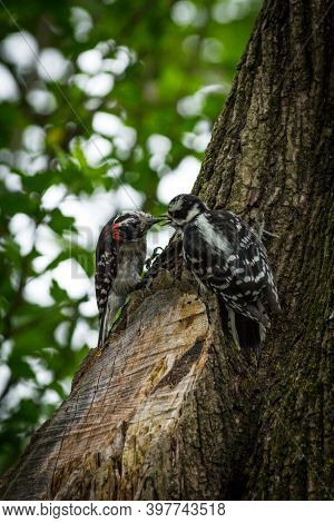 Small North American Male And Female Downy Woodpecker On Tree