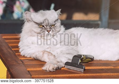 Combing Funny Grey Cat With Furminatoror Or Grooming Tool. Pet Care, Grooming. Cat With A Pile Of Ca